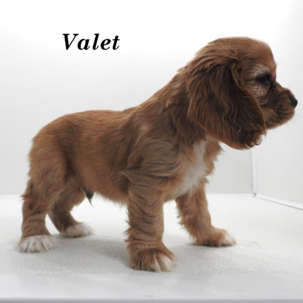 puppy, for, sale, Cock A Lier, Joe & Cherri  Overlease, dog, breeder, Miller, MO, dog-breeder, puppy-for-sale, forsale, nearby, find, puppyfind, locator, puppylocator, aca